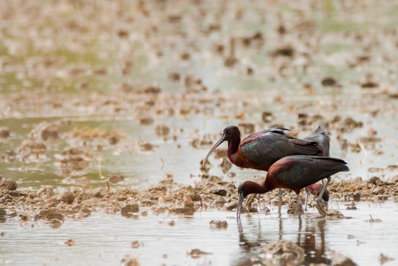 Ibis falcinelles en Camargue